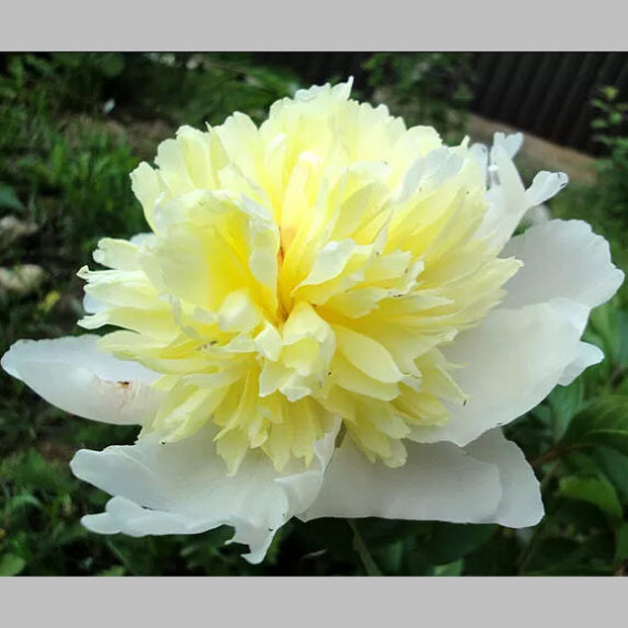 Півонія трав'яниста 'Laura Dessert' - 1