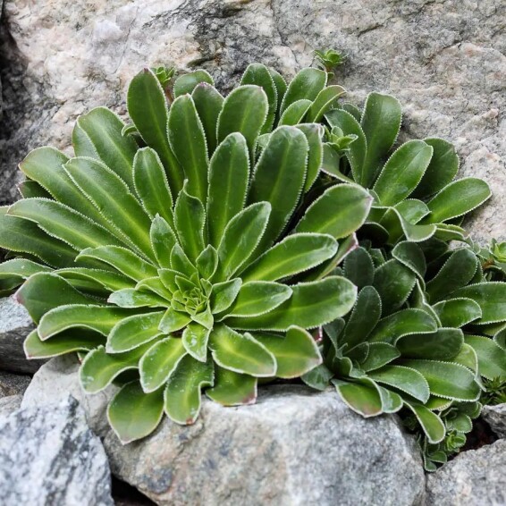 Ломикамінь котиледон - 1