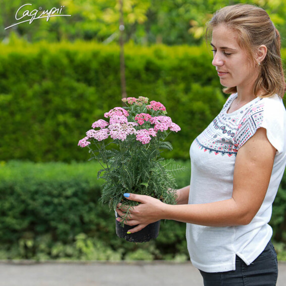 Деревій звичайний 'Saucy Seduction' - 3 Деревій звичайний 'Saucy Seduction' - 3