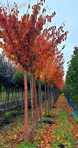 Слива Саржента 'Rancho' #4, WRB 35--40 450-500 St. 200-225 - 1