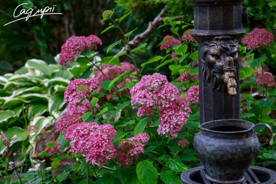 Гортензія деревовидна 'Pink Annabelle' - 2