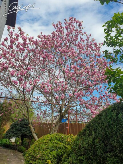 Магнолія Суланжа - 2