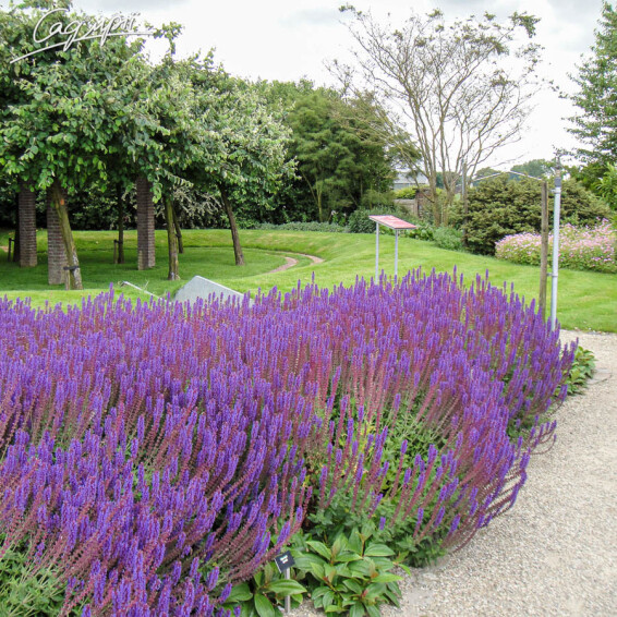 Шавлія лісова 'Caradonna' - 6