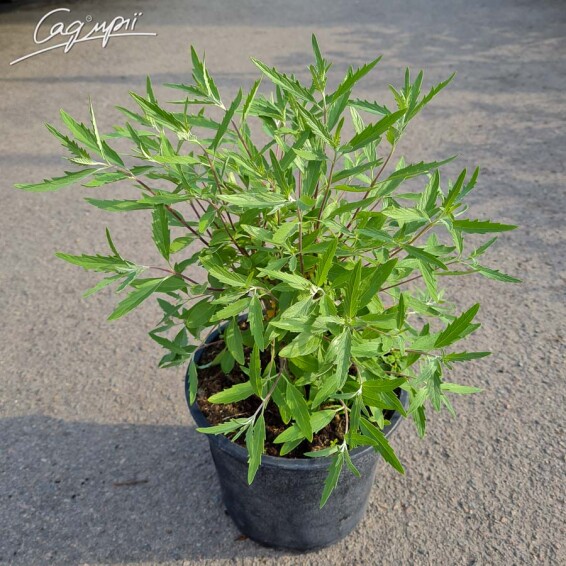 Каріоптерис кландонський 'Heavenly Blue' #3, С2,C3 60-80 - 2