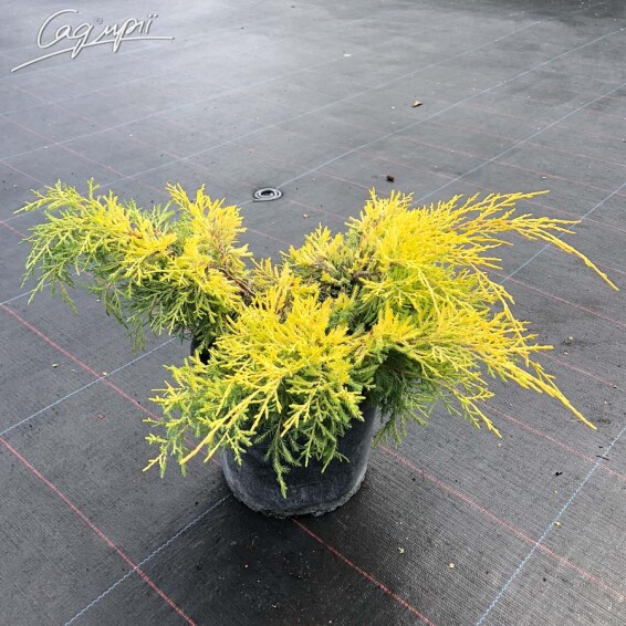 Ялівець середній 'Sheridan Gold' - 1