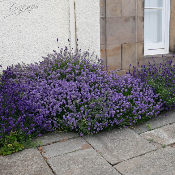 Лаванда узколистная 'Munstead' - 8 Лаванда узколистная 'Munstead' - 8