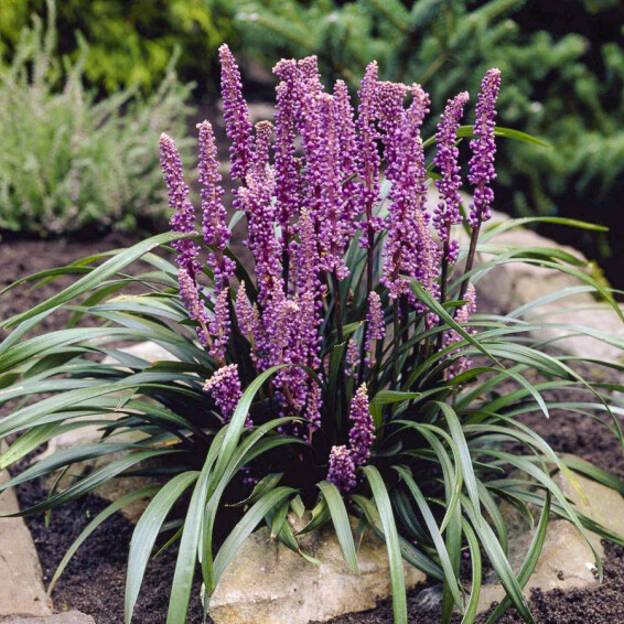 Ліріопе мускарі 'Royal Purple' - 1