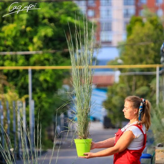 Бородач метельчатый (Схизахириум) 'Prairie Blues' - 2
