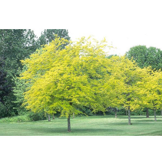 Гледічія звичайна