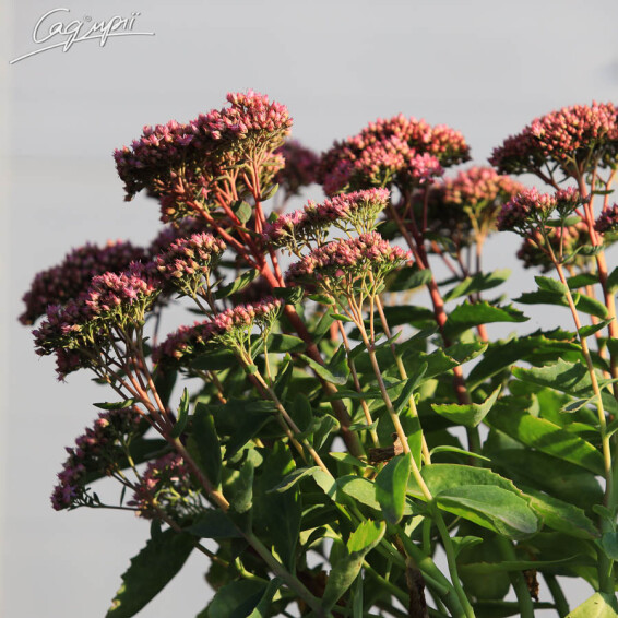 Очиток гібридний 'Herbstfreude' - 6