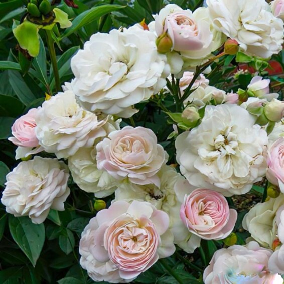 Троянда грунтопокривна 'Swany' - 7 Троянда грунтопокривна 'Swany' - 7