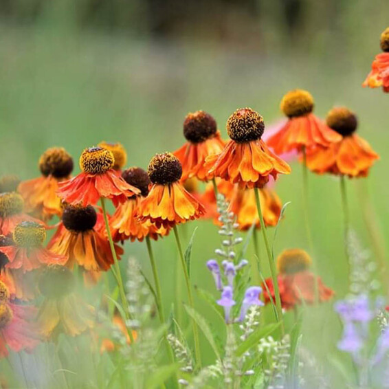 Гелениум гибридный 'Moerheim Beauty' - 1