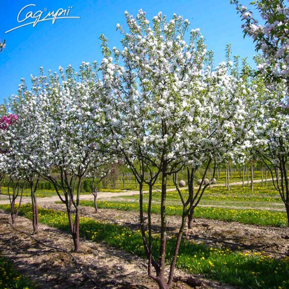 Яблуня 'John Downie' - 2