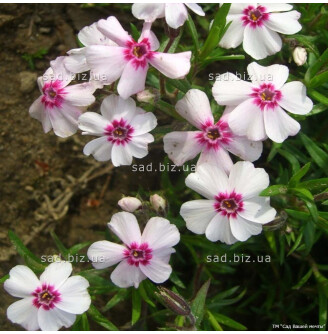 Флокс шилоподібний 'Coral Eye'