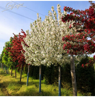 Яблуня 'Evereste'