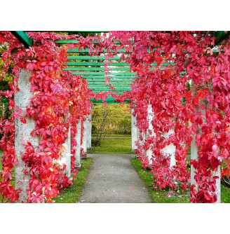 Виноград дівочий  'Engelmannii'