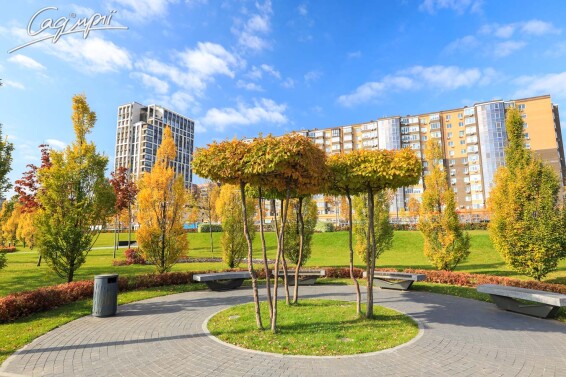 Граб обыкновенный - 6 Граб обыкновенный - 6