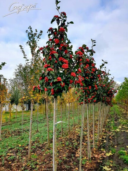 Глід Лавал'є 'Carrierei', WRB 16--18--20 300-350 St. 1/2 - 3 Глід Лавал'є 'Carrierei', WRB 16--18--20 300-350 St. 1/2 - 3