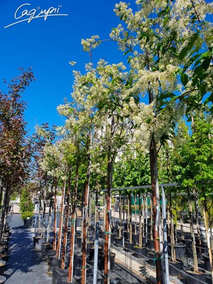 Черёмуха Маака 'Amber Beauty' - 1 Черёмуха Маака 'Amber Beauty' - 1