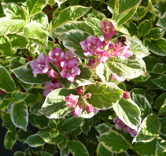Вейгела 'Nana Variegata', C3 40-50 - 1