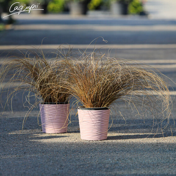 Осока власовидная 'Bronze Form' - 8 Осока власовидная 'Bronze Form' - 8