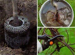 Как подготовить растение к посадке Как подготовить растение к посадке