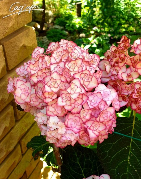 Гортензия крупнолистная 'Miss Saori'® - 3