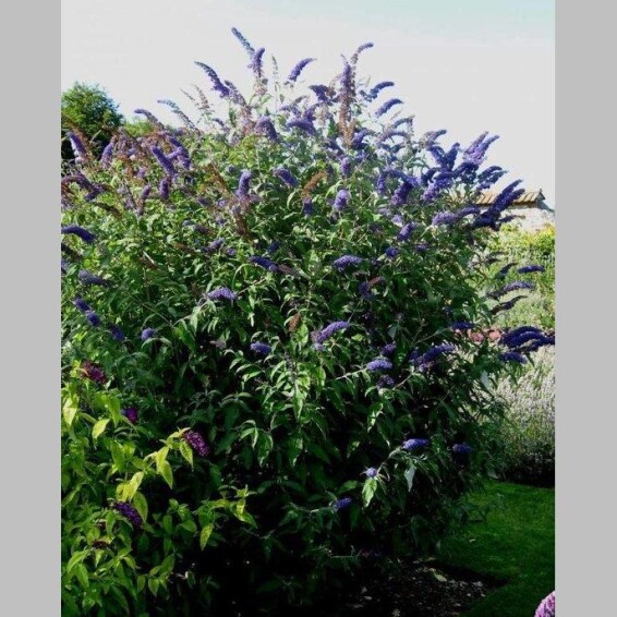 Буддлея Давида 'Empire Blue' - 1
