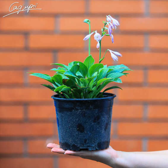 Хоста 'Blue Cadet' - 6