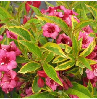 Вейгела квітуча 'Moulin Rouge'