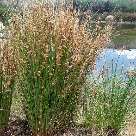 Ситник - 7 Ситник - 7