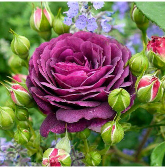 Роза бордюрная 'Ebb Tide'