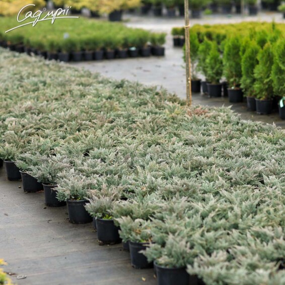 Ялівець горизонтальний 'Blue Chip' - 8