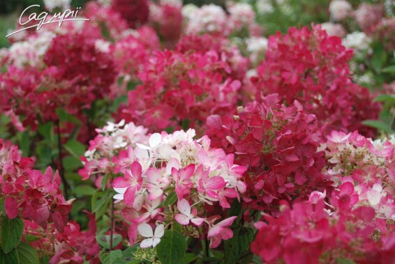 Гортензия метельчатая 'Diamand Rouge'® #3, С3 80-90 - 2