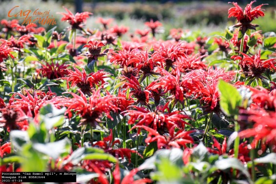 Монарда гибридная 'Pink' - 1