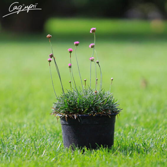 Армерія приморська 'Rubrifolia' - 2