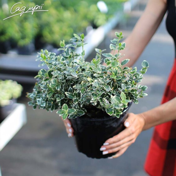 Бересклет Форчуна 'Emerald Gaiety', штамбова форма - 7