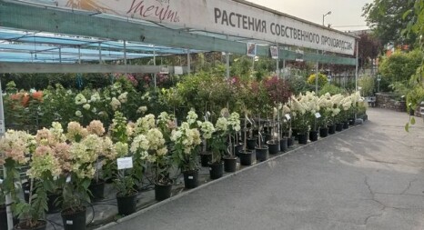 Листяні чагарники та ліани