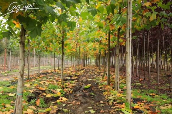 Платан кленолистий - 2