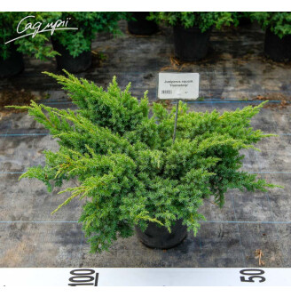 Можжевельник чешуйчатый 'Hunnetorp'