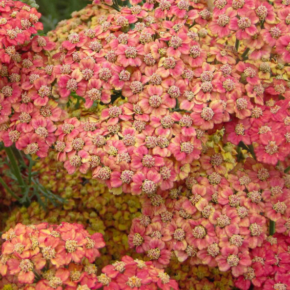 Деревій гібридний 'Pretty Woman' - 5