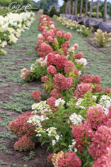 Гортензия метельчатая 'Diamant Rouge'® - 9