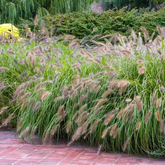 Перистощетинник лисохвостный 'Red head' - 5