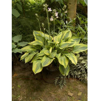 Хоста 'Alex Summer'