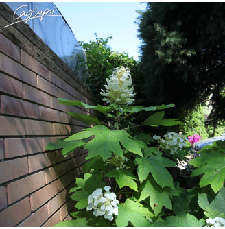 Гортензія дуболиста 'Ruby Slippers'