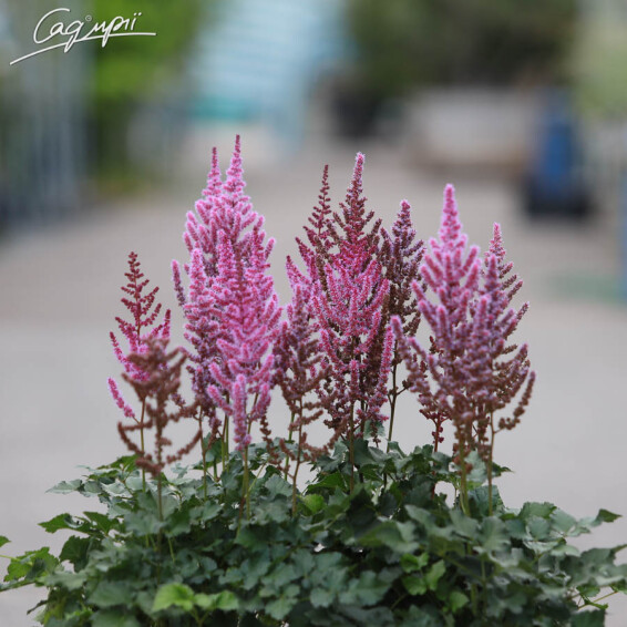 Астільба гібридна 'Purple Rain' ® PBR#3, Р9 - - 3 Астільба гібридна 'Purple Rain' ® PBR#3, Р9 - - 3