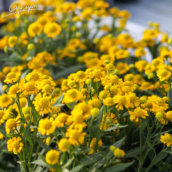 Геленіум 'Double Trouble' ® - 2 Геленіум 'Double Trouble' ® - 2