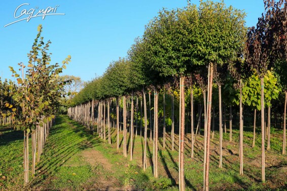 Вишня шаровидная 'Umbraculifera' #4, WRB 40+ 175-200 St. 160-180 - 5