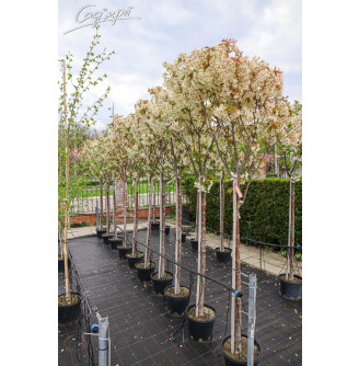 Сакура дрібнозубчаста 'Ukon'