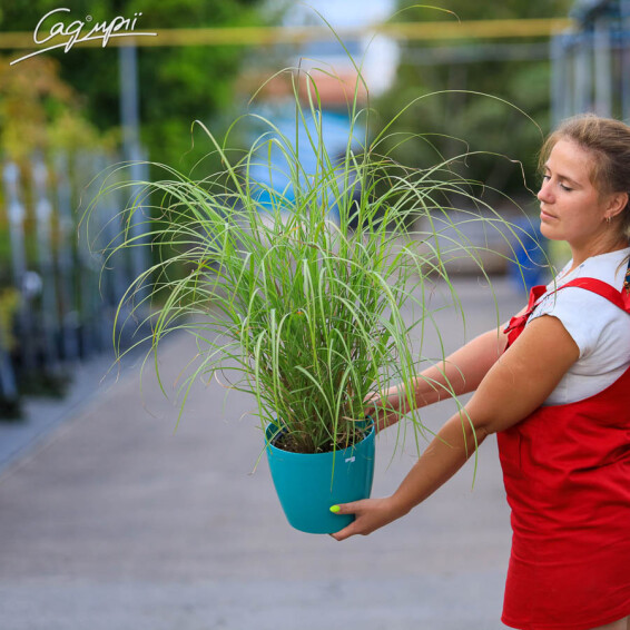 Міскантус китайський 'Krater', C3 - - 2